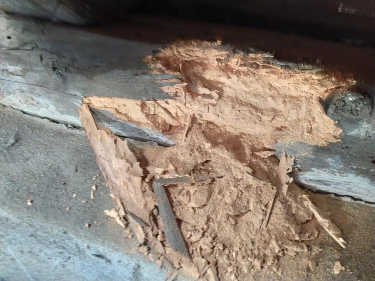 Detail poškozeného dřeva krovu způsobený tesaříkem, ukazující rozštěpené vrstvy.