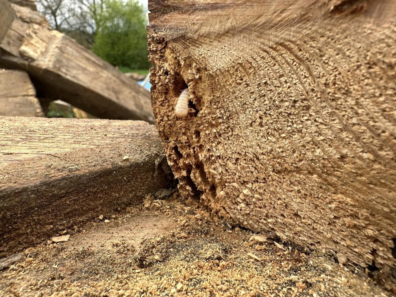 Larva dřevokazného hmyzu vyvrtávající se z poškozené části dřevěného krovu.
