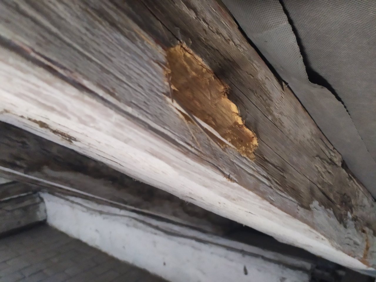 Viditelné poškození dřevěného trámu s důlkem a vypadávající dřevní hmotou, známky aktivního napadení krovu dřevokazným hmyzem.