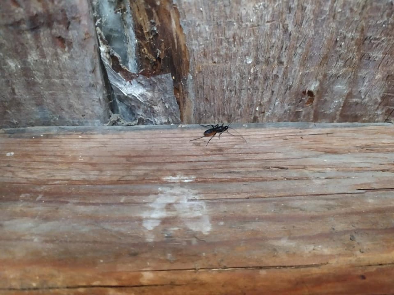 Hmyz procházející po dřevěném povrchu poblíž viditelně poškozené oblasti krovu.