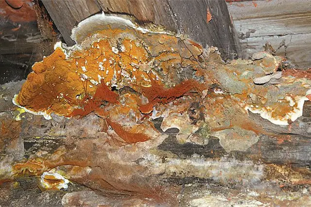 Houba na dřevěném krovu, zobrazující bílé a oranžové plodnice, které jsou typické pro dřevomorku domácí.
