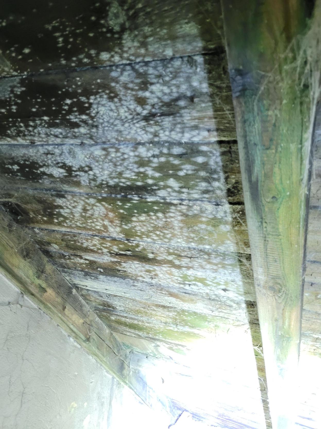 Dřevěné trámy se střechou pokryté bílou plísní.