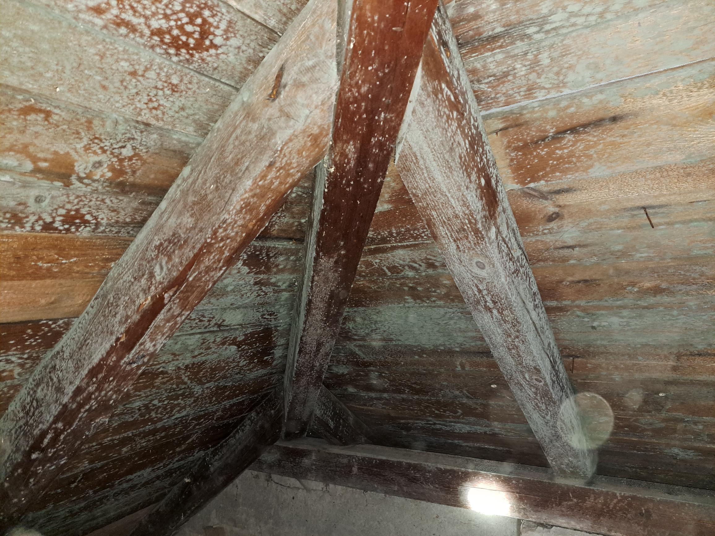 Dřevěná krovová konstrukce s bílým povlakem plísně, což ukazuje na problémy s ventilací nebo vlhkostí
