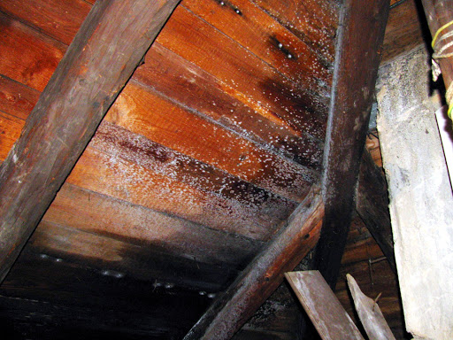 Dřevěná střecha po napadení dřevokaznou plísní.