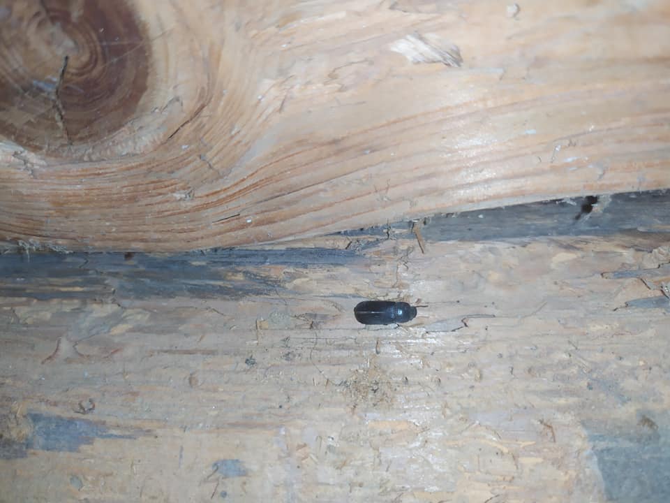 Dřevokazný brouk kráčející po dřevěném trámu, který je viditelně poškozen.